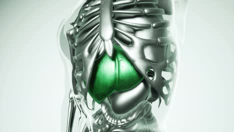 Modelo-De-Estómago-Humano-Con-Todos-Los-órganos-Y-Huesos